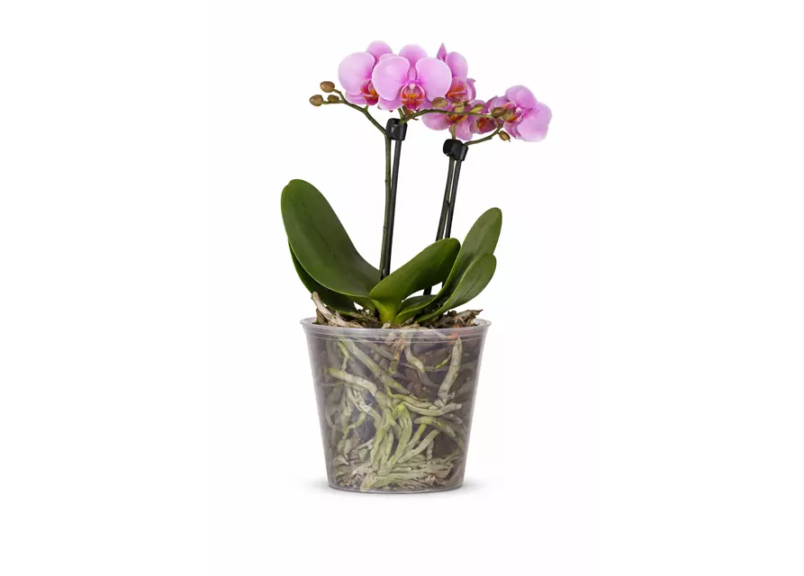 Phalaenopsis 2-rispig