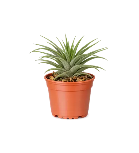 Tillandsia mini