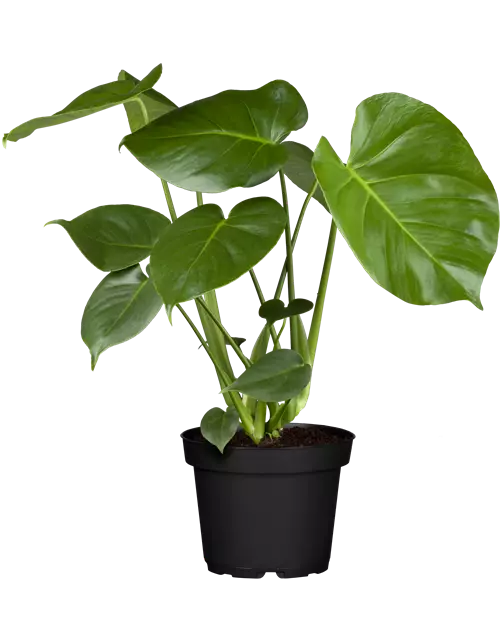 Monstera acuminata