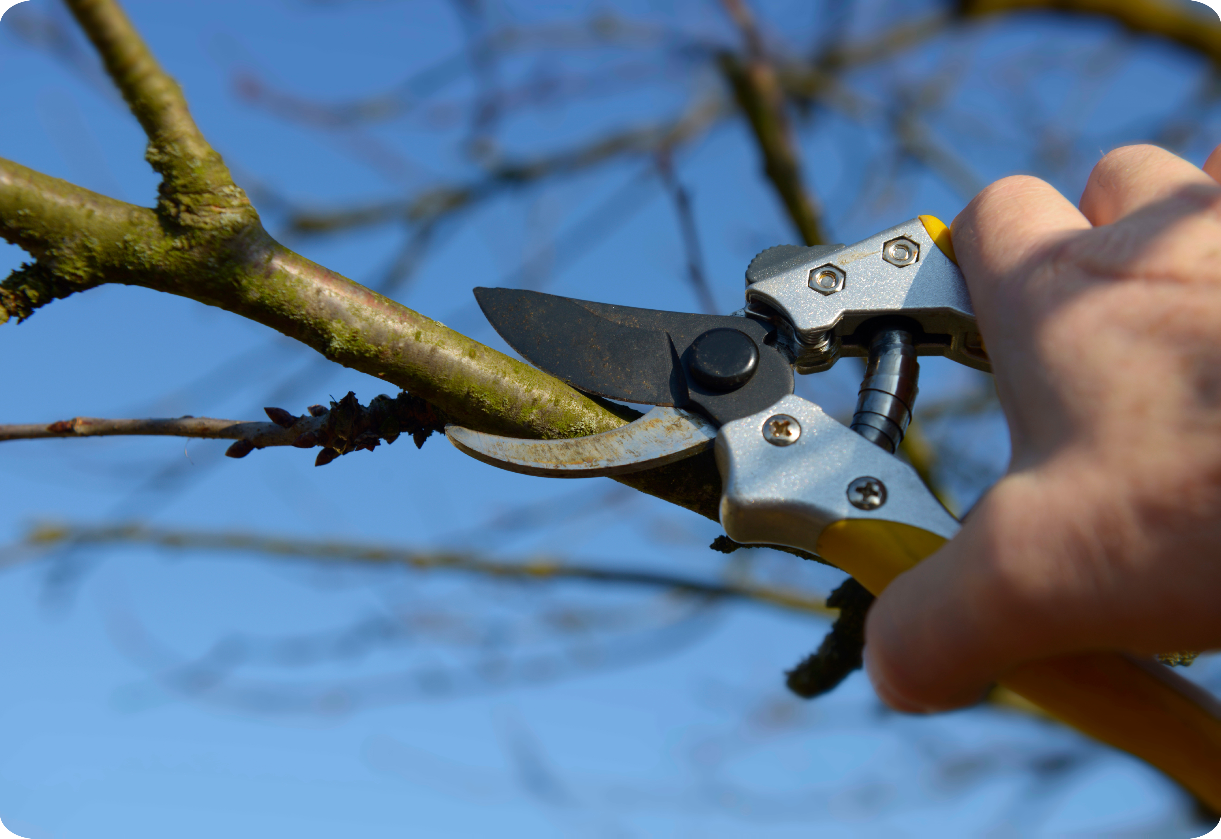 Ziersträucher & Obstbäume schneiden