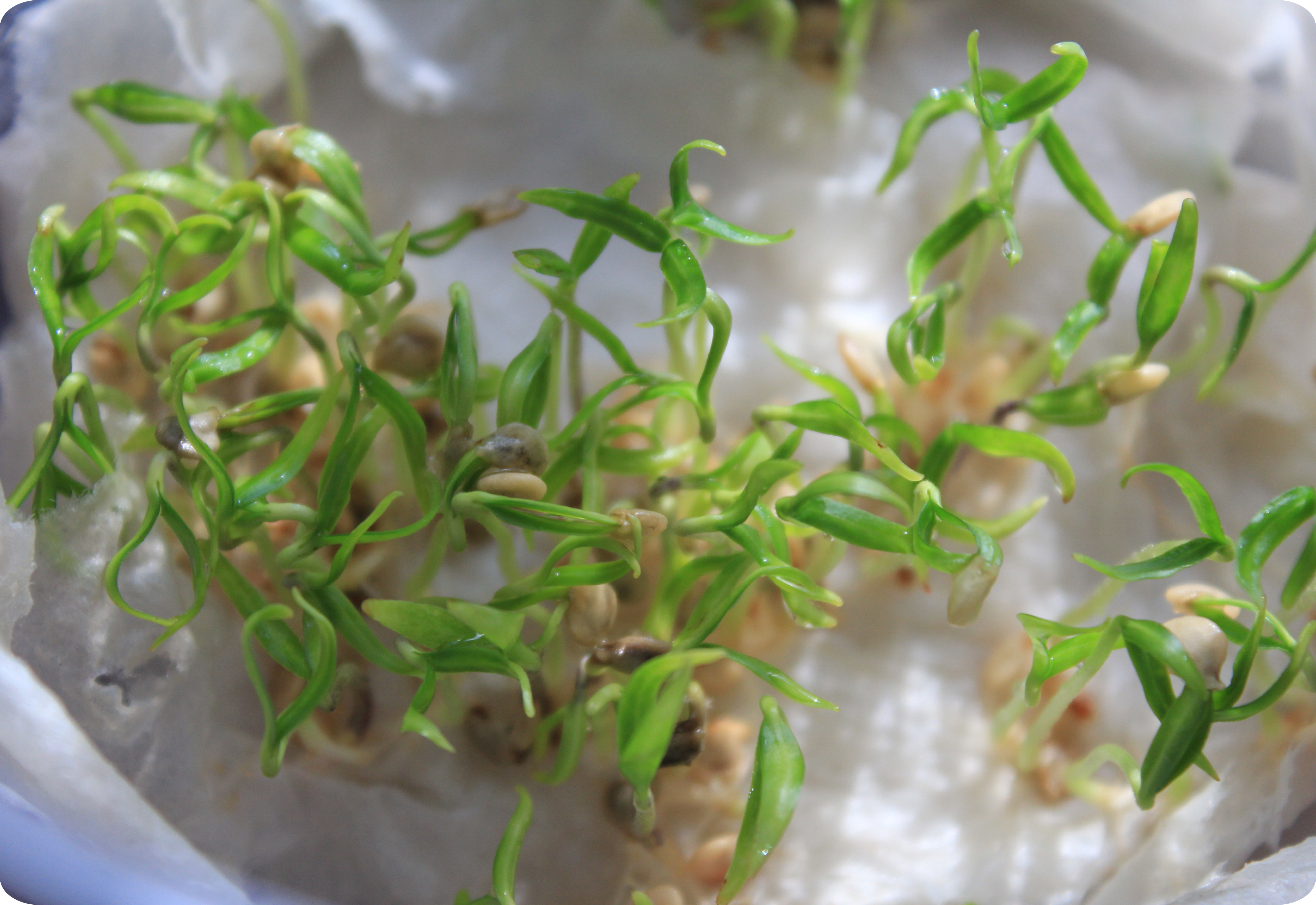 Keimprobe von Saatgut 