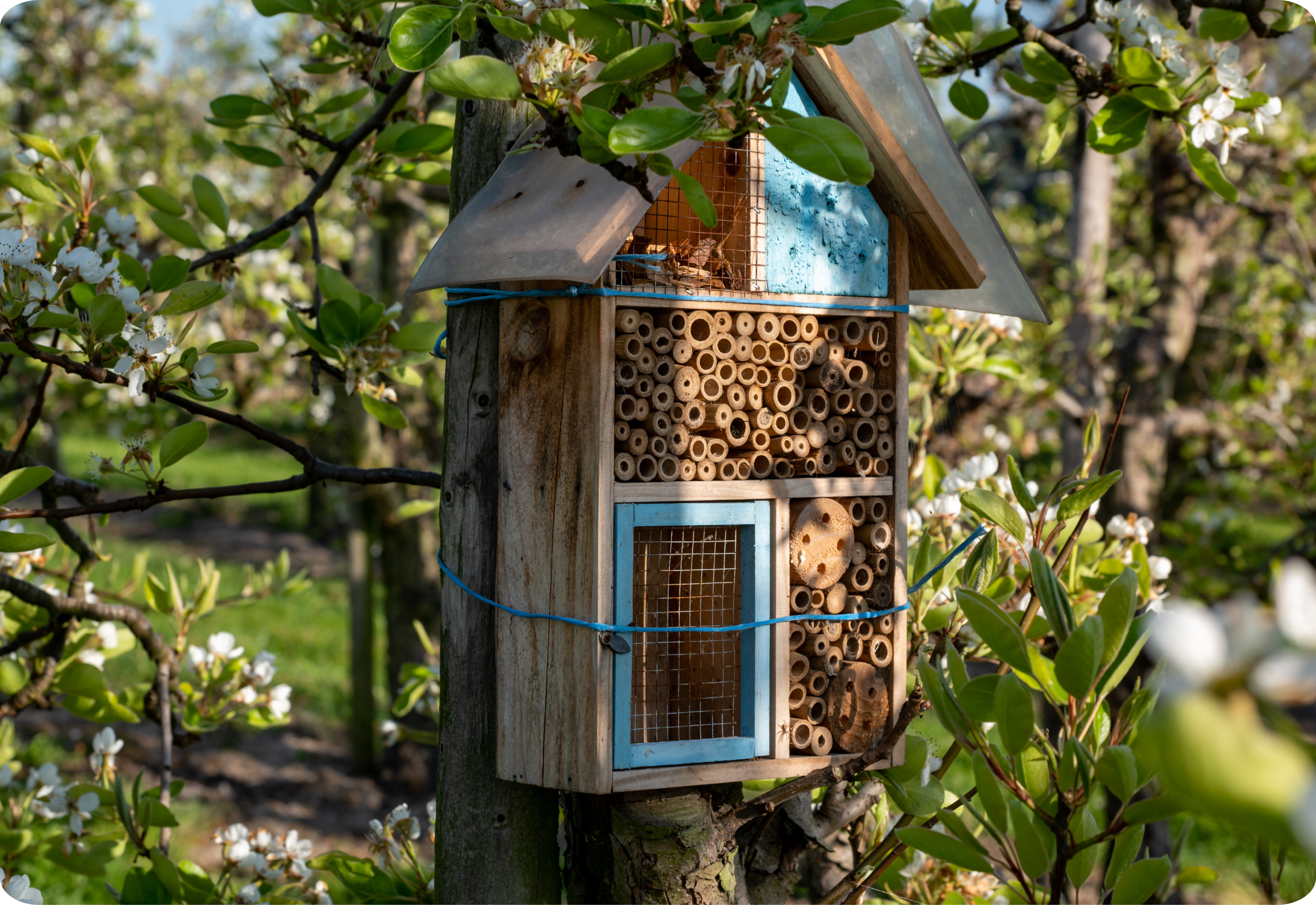 Nistkästen reinigen & aufhängen – Tipps zur Brutsaison
