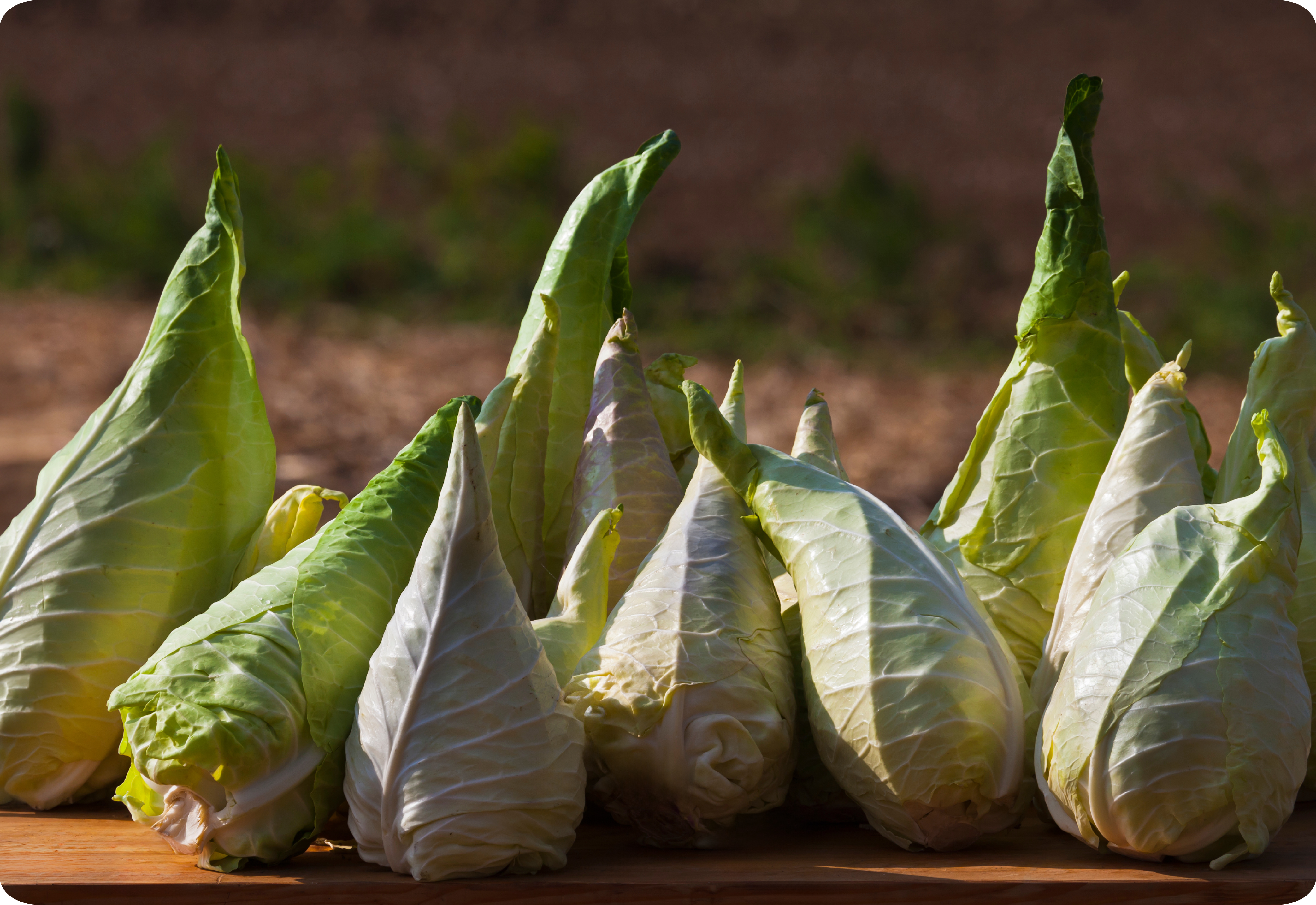 Spitzkohl im Winter – regional, leicht & vielseitig