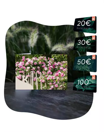 Motiv-Gutschein Rosen rosa