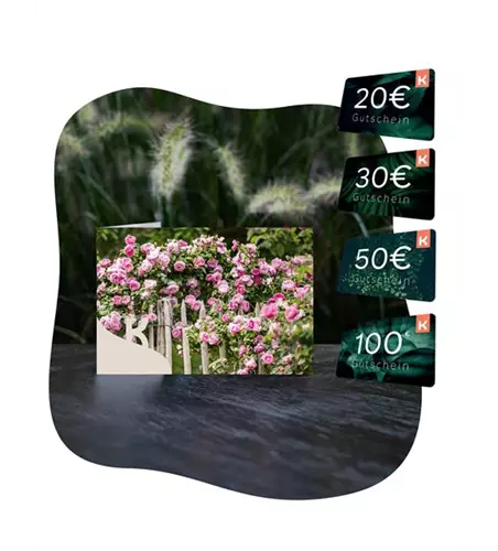 Motiv-Gutschein Rosen rosa
