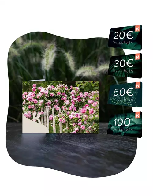 Motiv-Gutschein Rosen rosa