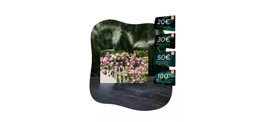 Motiv-Gutschein Rosen rosa
