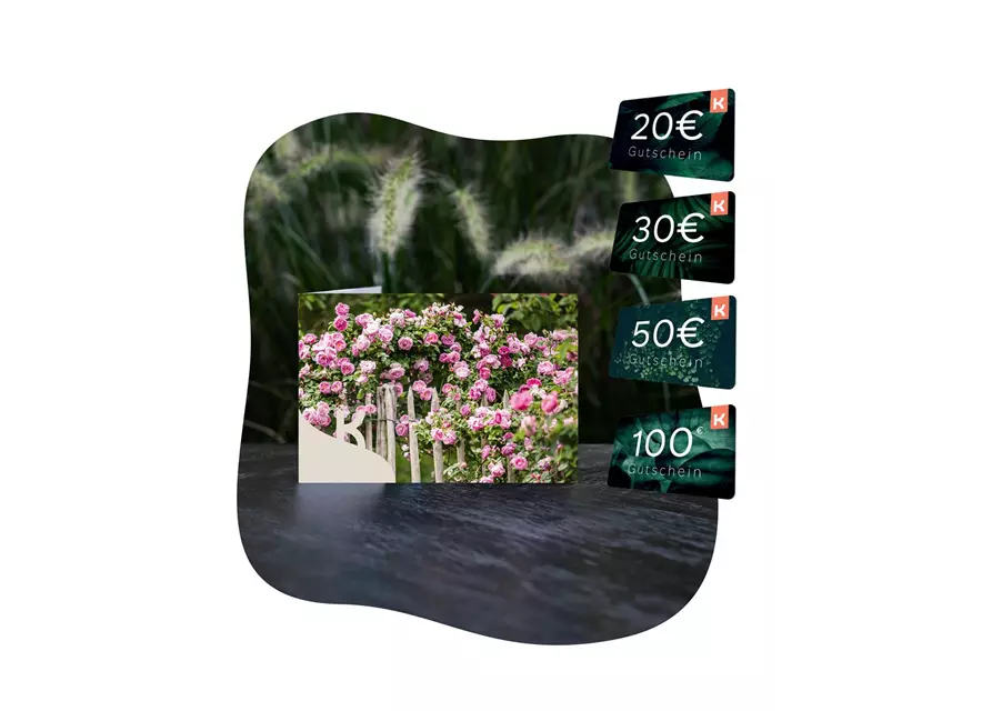 Motiv-Gutschein Rosen rosa
