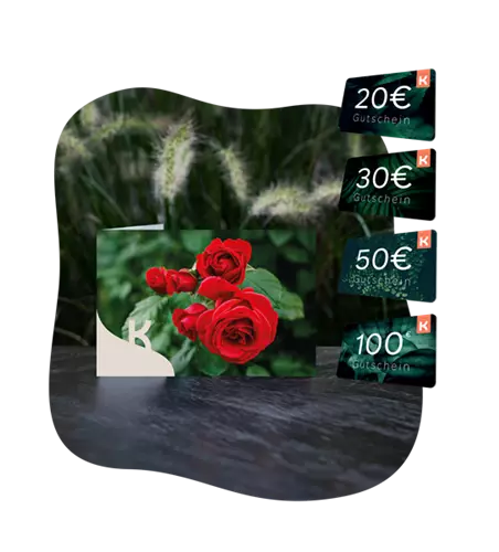 Motiv-Gutschein rote Rose