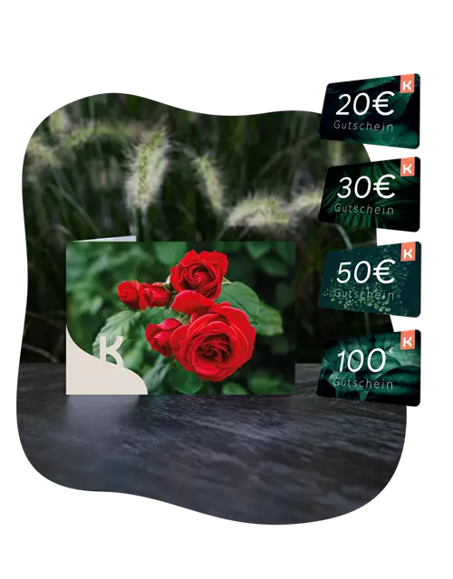 Motiv-Gutschein rote Rose