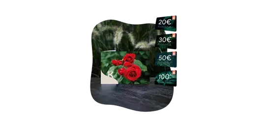 Motiv-Gutschein rote Rose