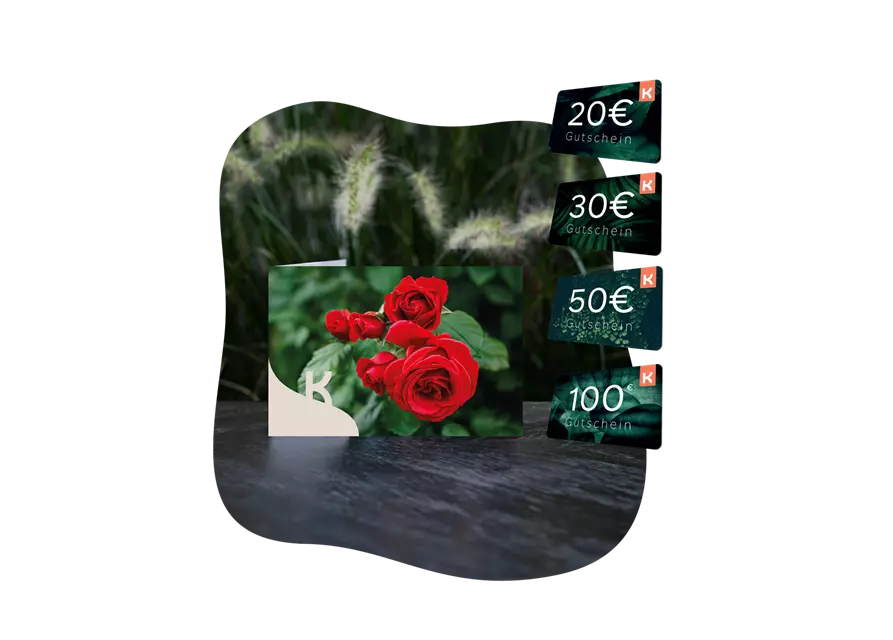 Motiv-Gutschein rote Rose