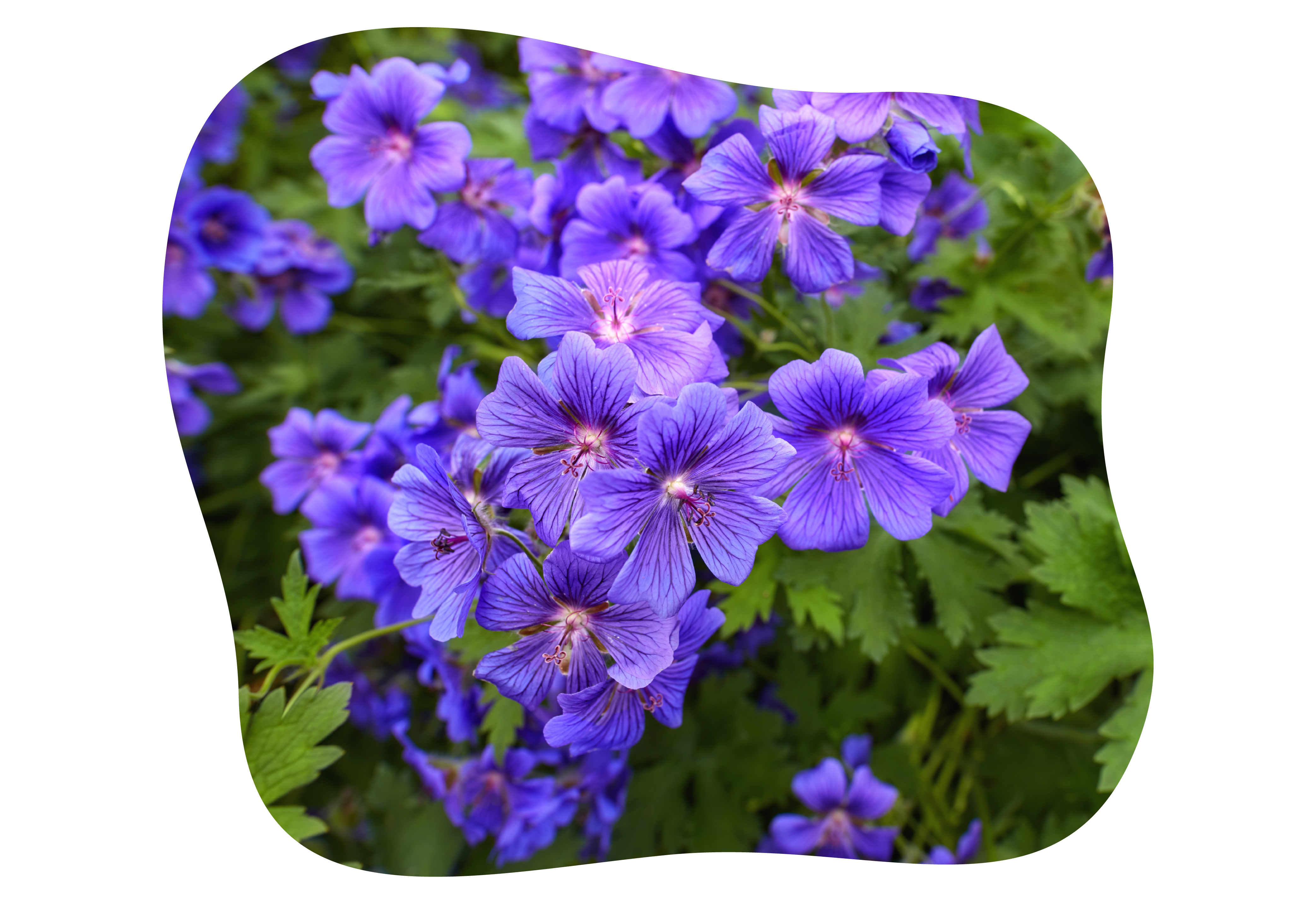geranium-kiefl-staude-kiefls-welt-in-gauting-bei-muenchen.png