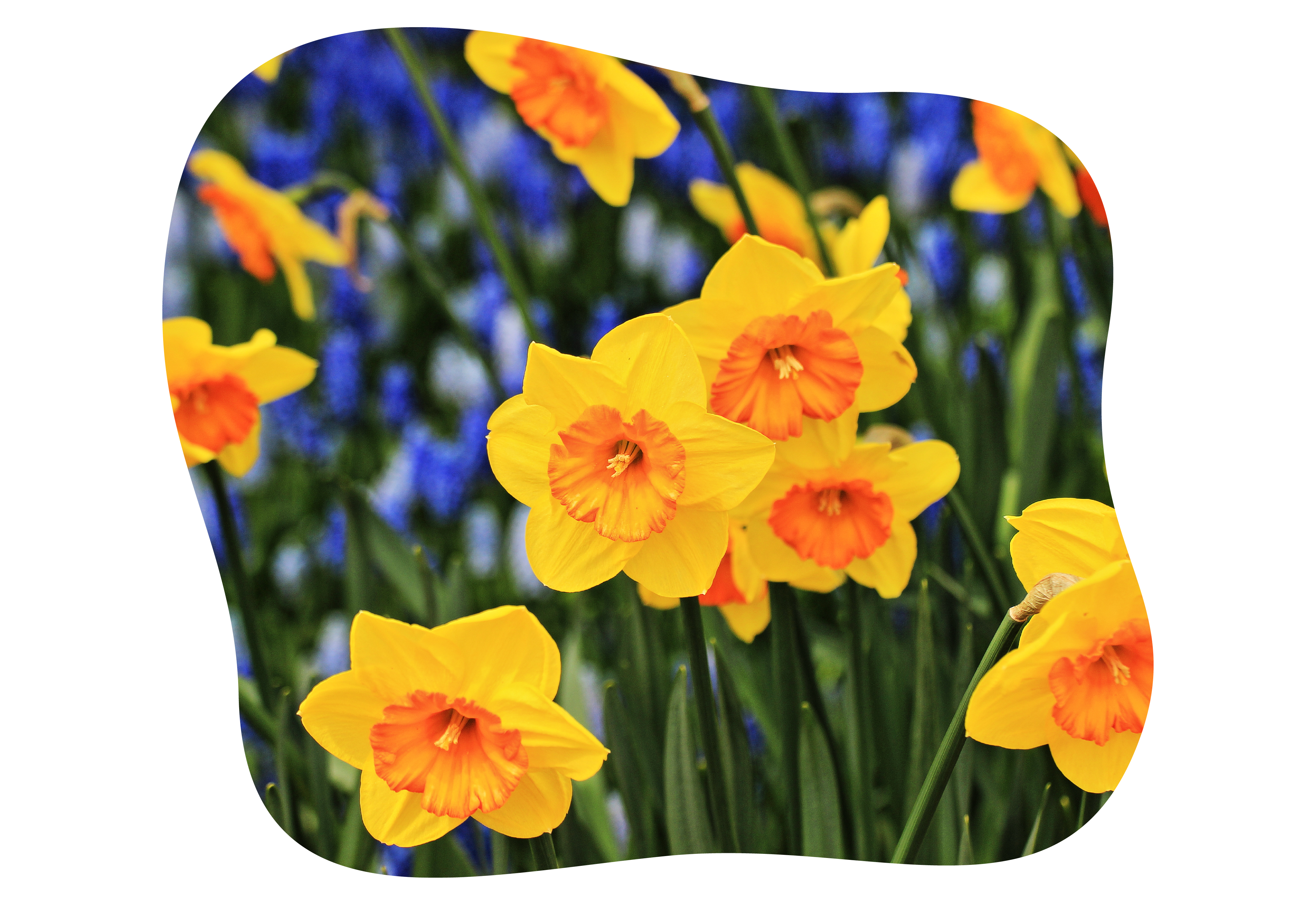 narzissen-kiefl-staude-kiefls-welt-in-gauting-bei-muenchen.png