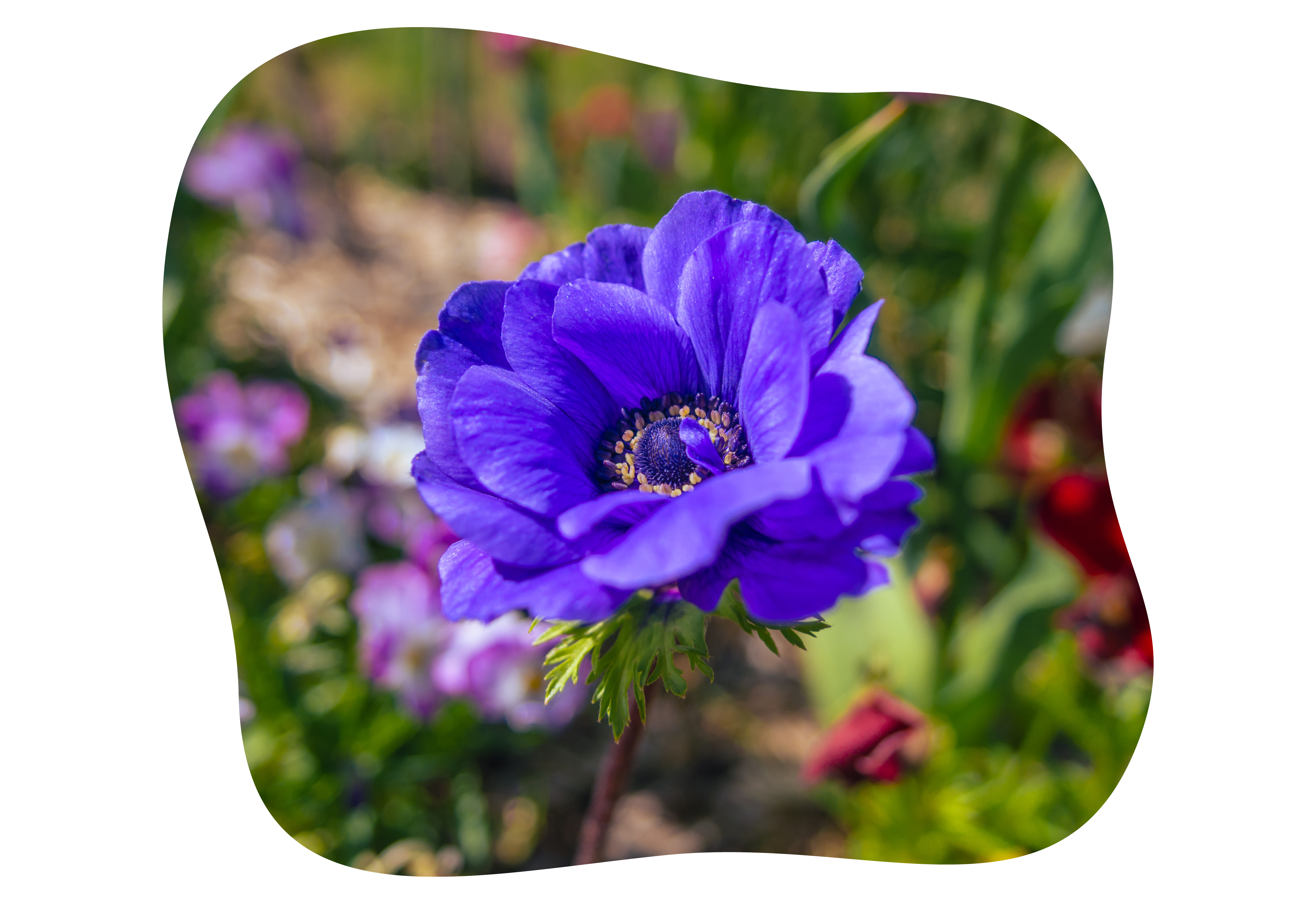 anemone-kiefl-staude-kiefls-welt-in-gauting-bei--2.png