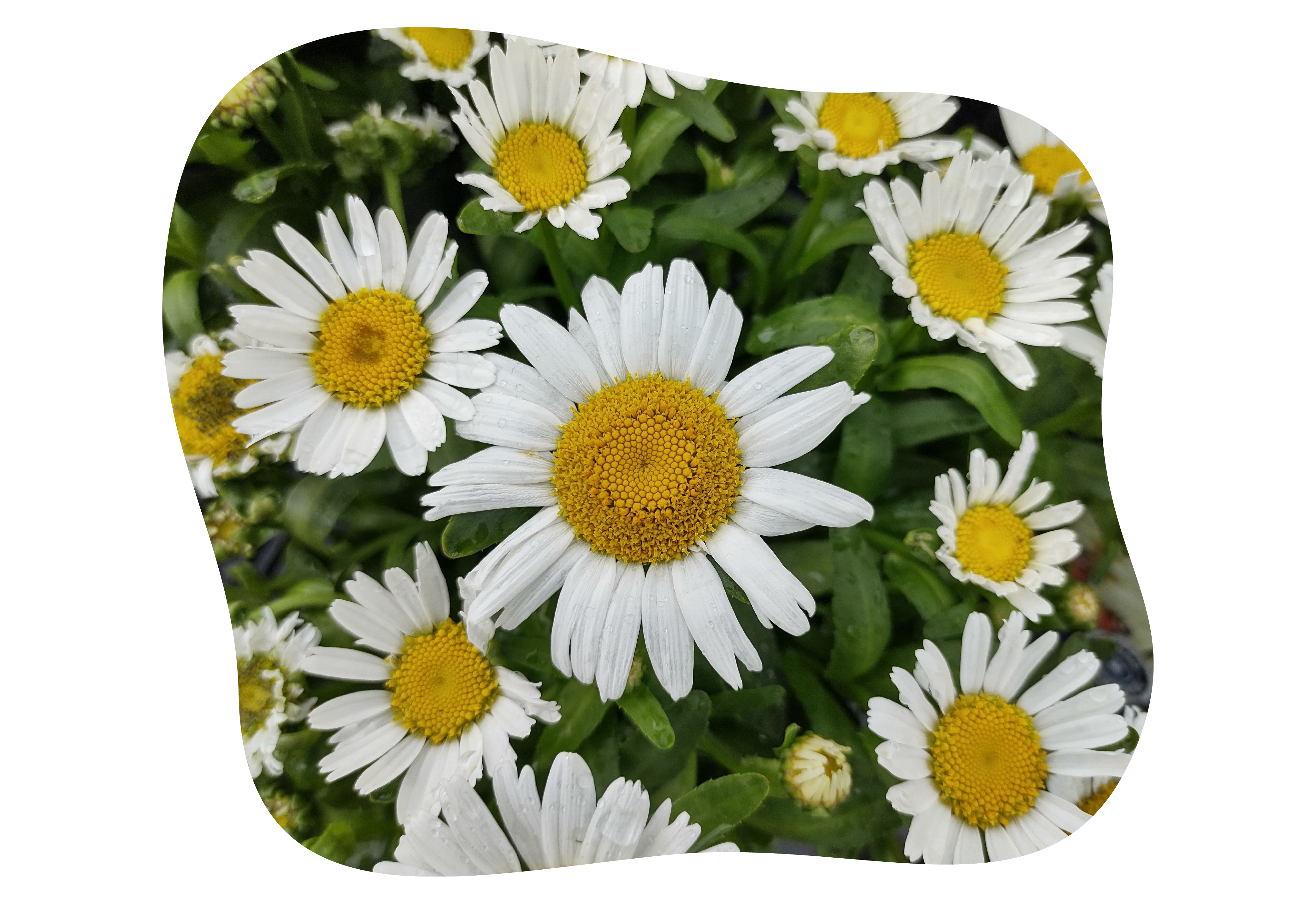 Leucanthemum-kiefl-staude-kiefls-welt-in-gauting-bei-muenchen.png