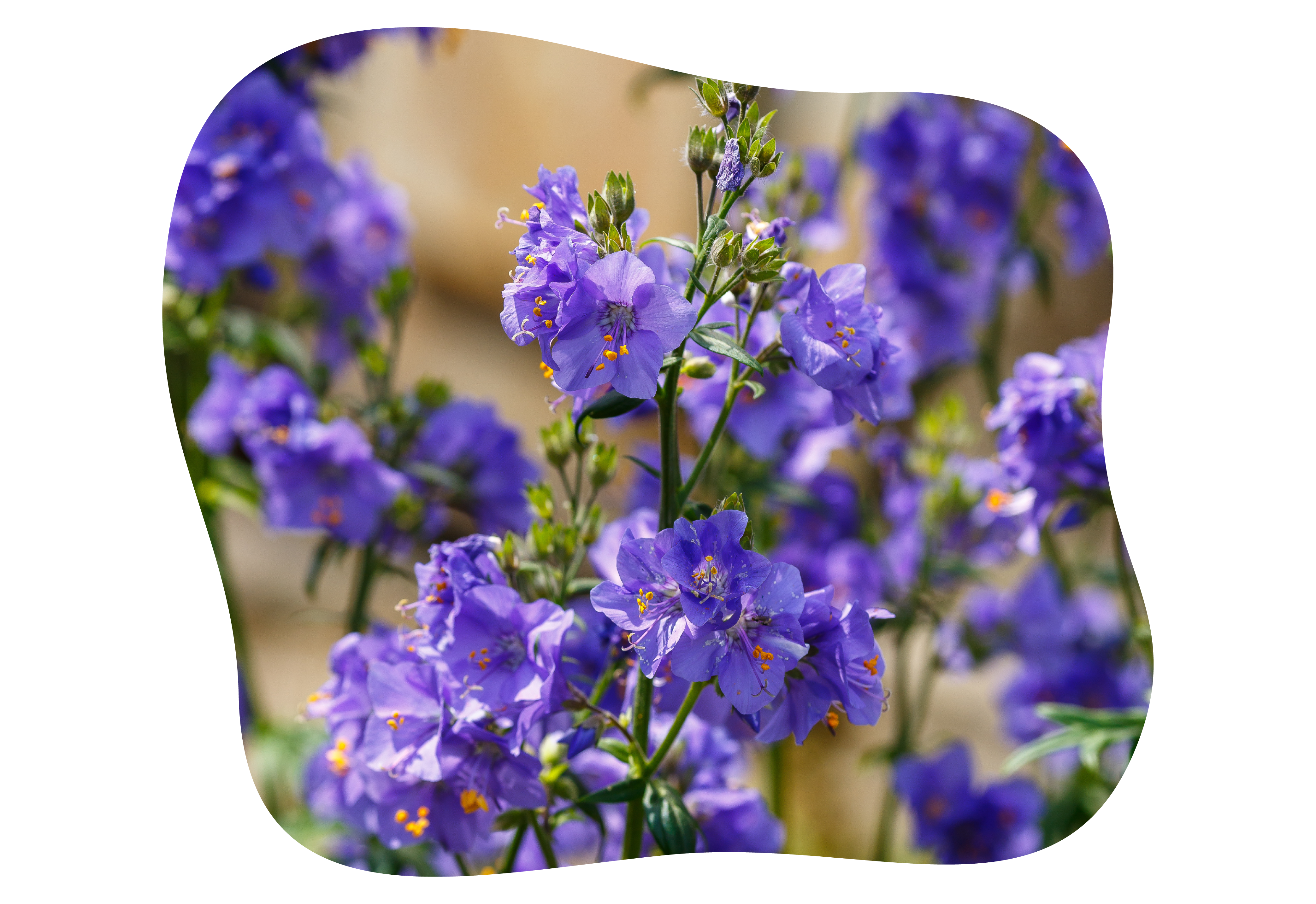 Polemonium-kiefl-staude-kiefls-welt-in-gauting-bei-muenchen.png