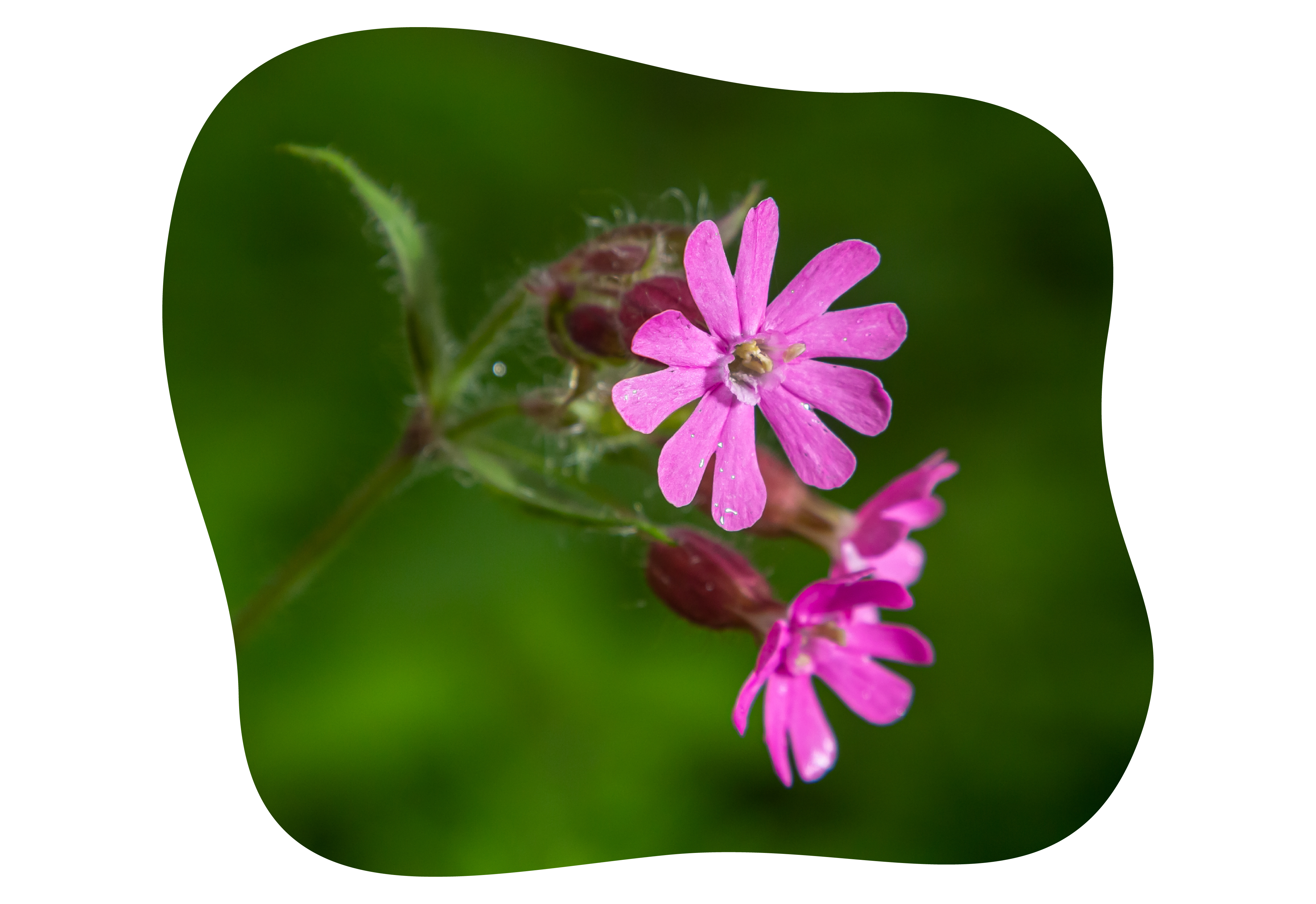 silene-kiefl-staude-kiefls-welt-in-gauting-bei-muenchen.png