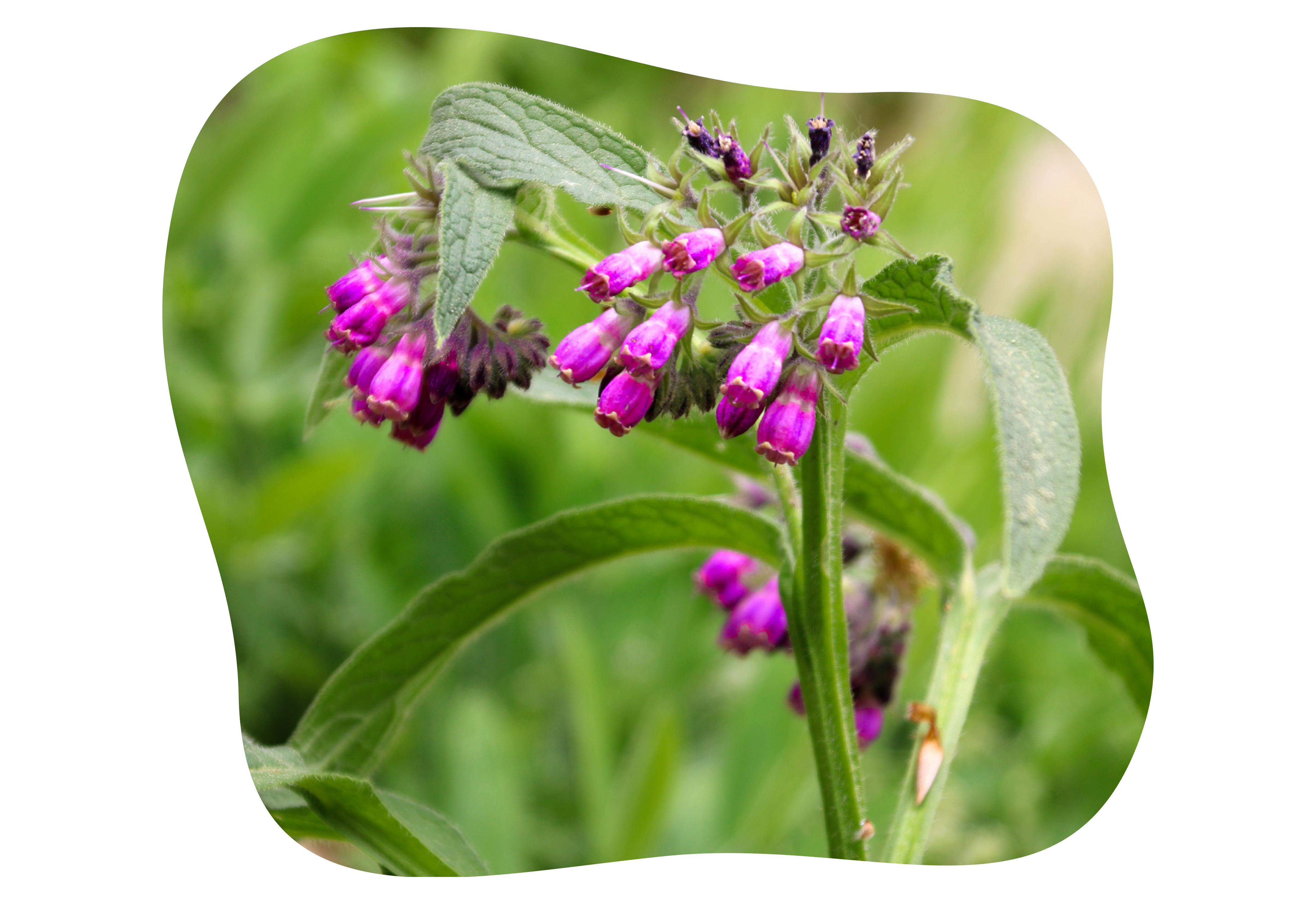 Symphytum-kiefl-staude-kiefls-welt-in-gauting-bei-muenchen.png