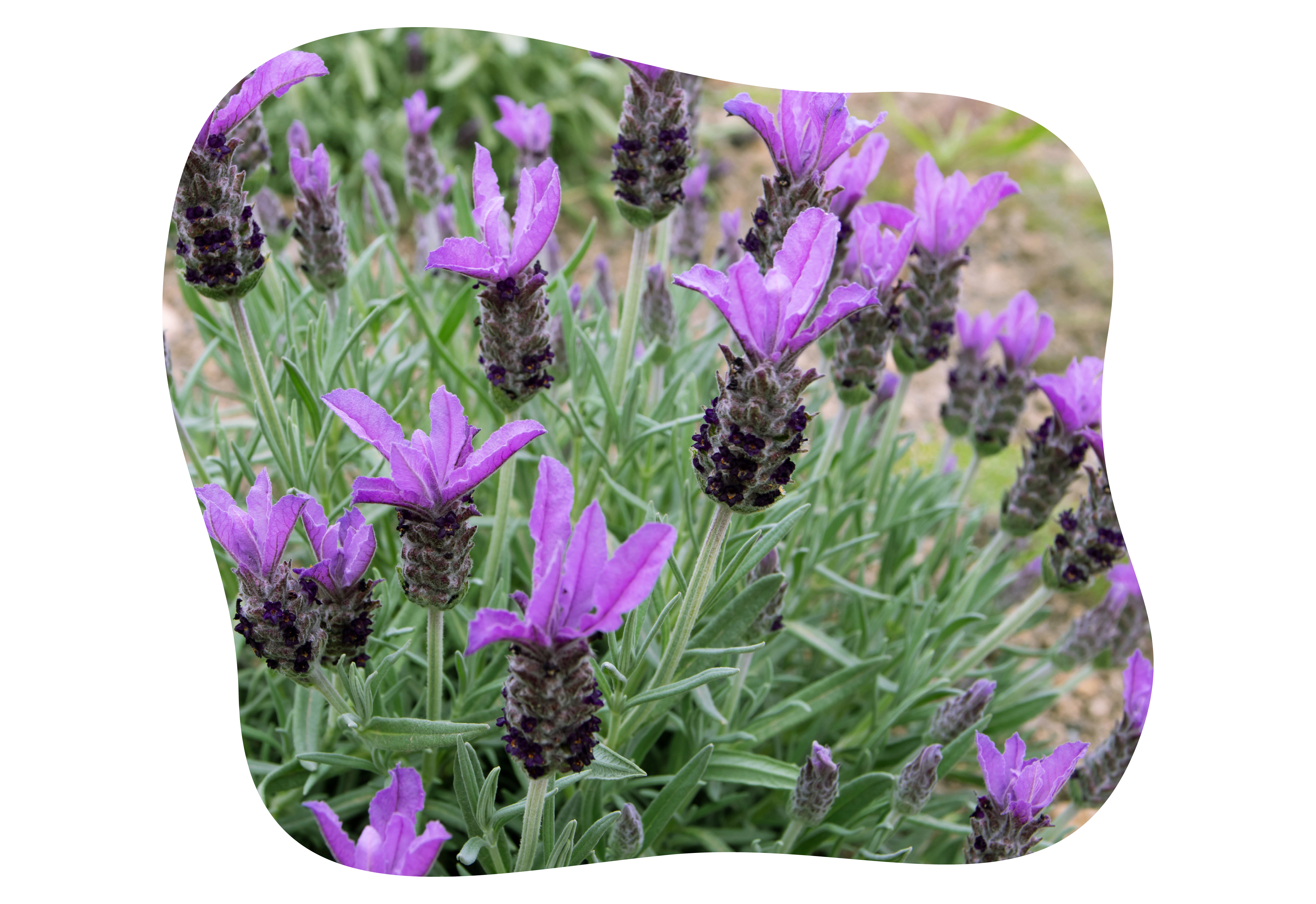 Schopflavendel-kiefl-staude-kiefls-welt-in-gauting-bei-muenchen.png