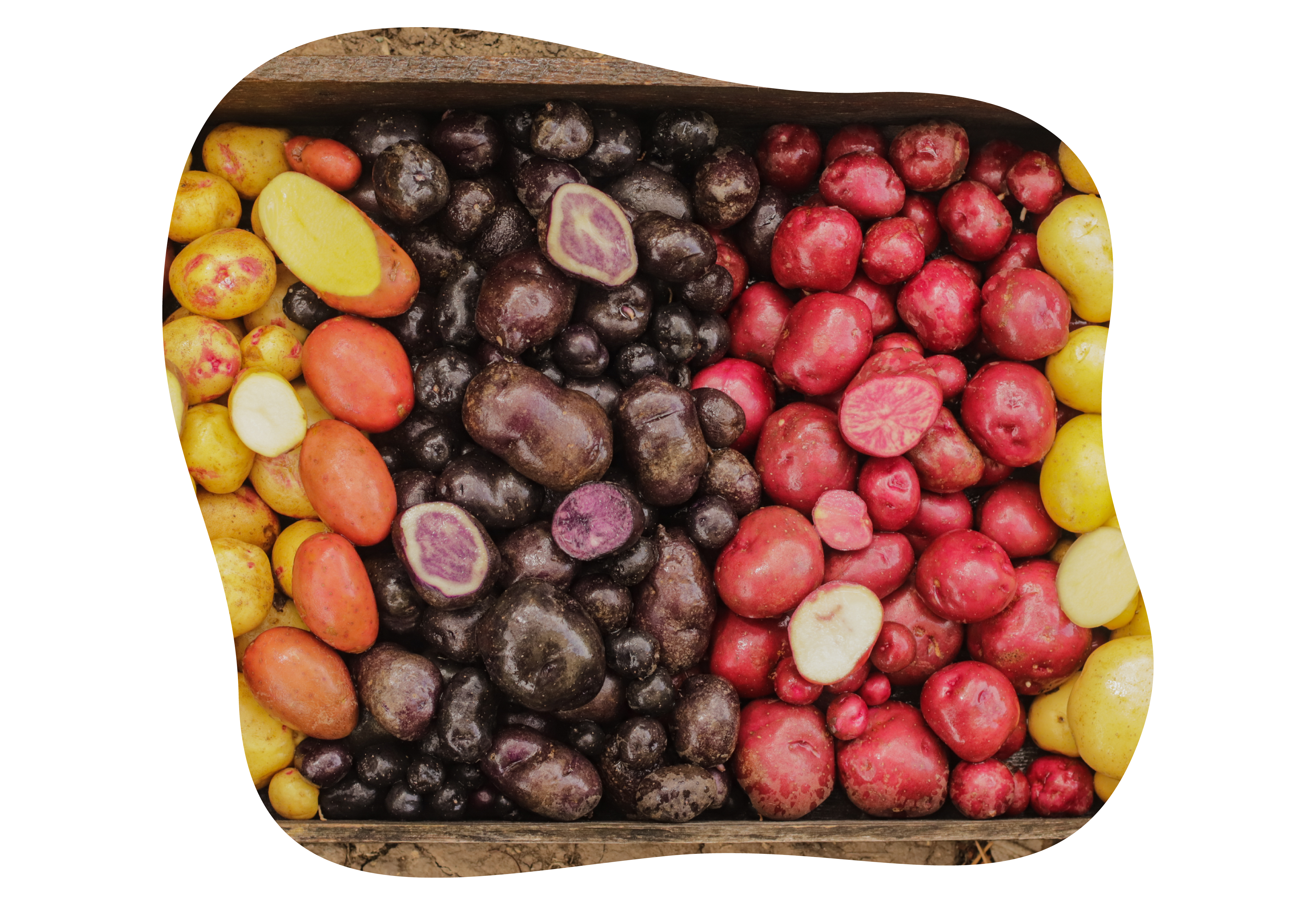 buntes gemuese_kiefls_welt_in_gauting_bei_muenchen_1.png