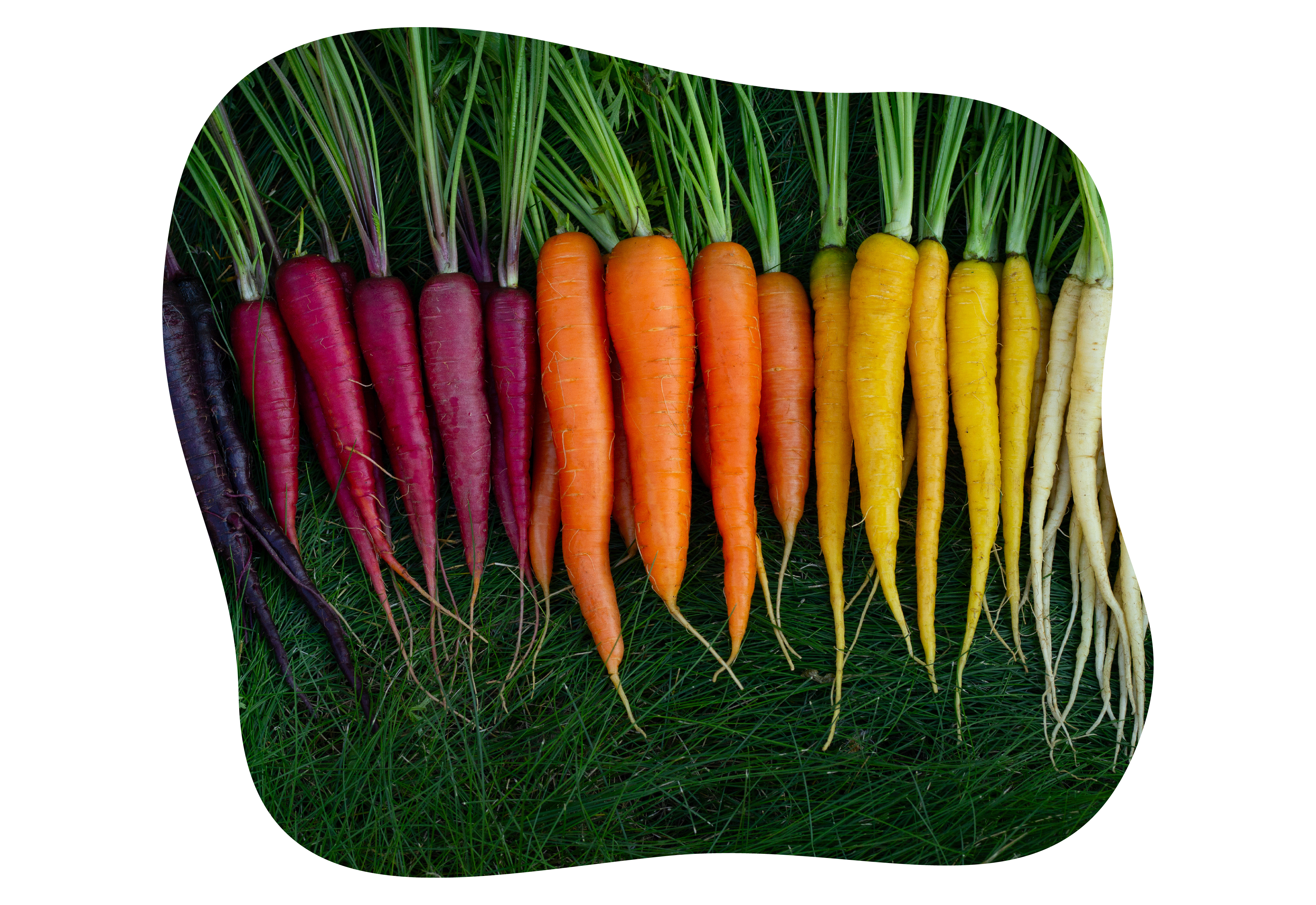 buntes gemuese_kiefls_welt_in_gauting_bei_muenchen_2.png