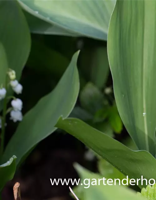 Convallaria majalis 'Grandiflora'