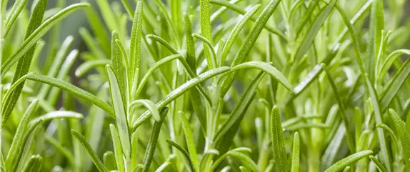 8 Pflanzen für die Gesundheit, die jeder kennen sollte