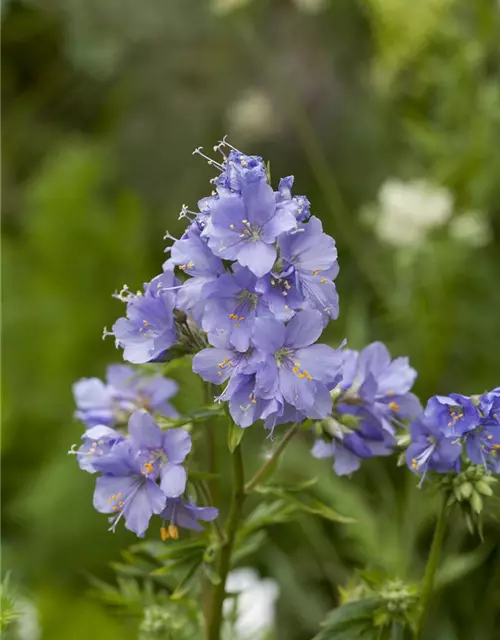 Blaublühende Jakobsleiter