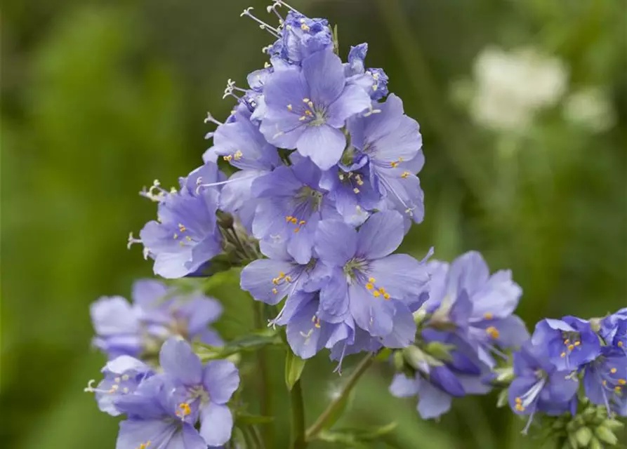 Blaublühende Jakobsleiter