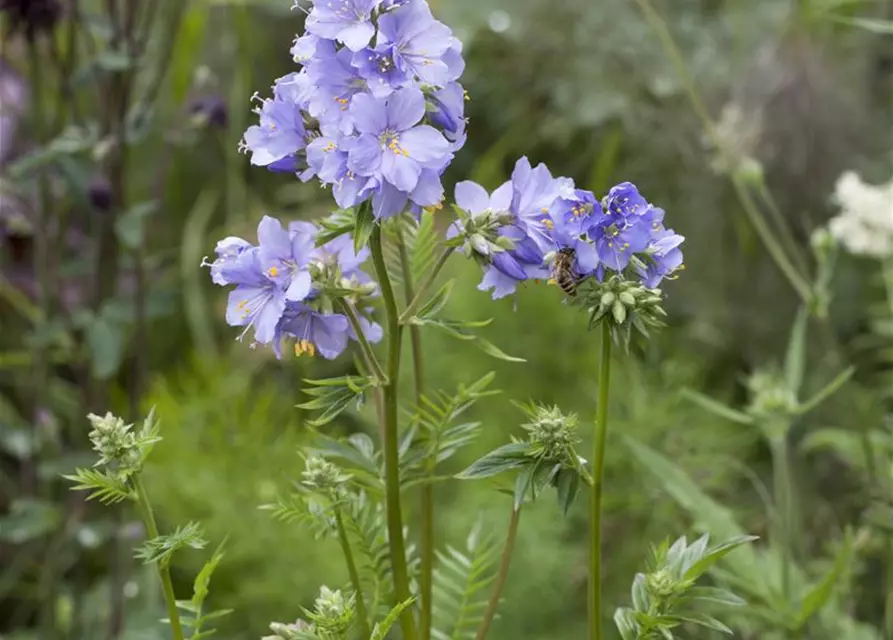 Blaublühende Jakobsleiter