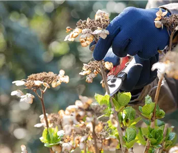 Alte Blütenstände machen Platz für neue Blüten