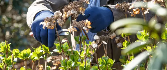 Alte Blütenstände machen Platz für neue Blüten