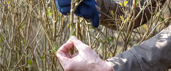 Alte Blütenstände machen Platz für neue Blüten