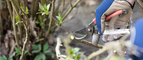 Alte Blütenstände machen Platz für neue Blüten