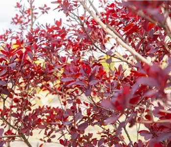 Ameise, Blattlaus und Co. – Laubgehölze vor Schädlingen schützen