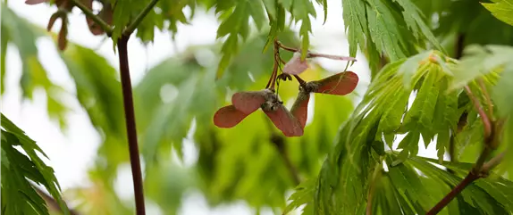 Ameise, Blattlaus und Co. – Laubgehölze vor Schädlingen schützen
