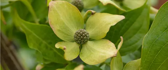 Ameise, Blattlaus und Co. – Laubgehölze vor Schädlingen schützen