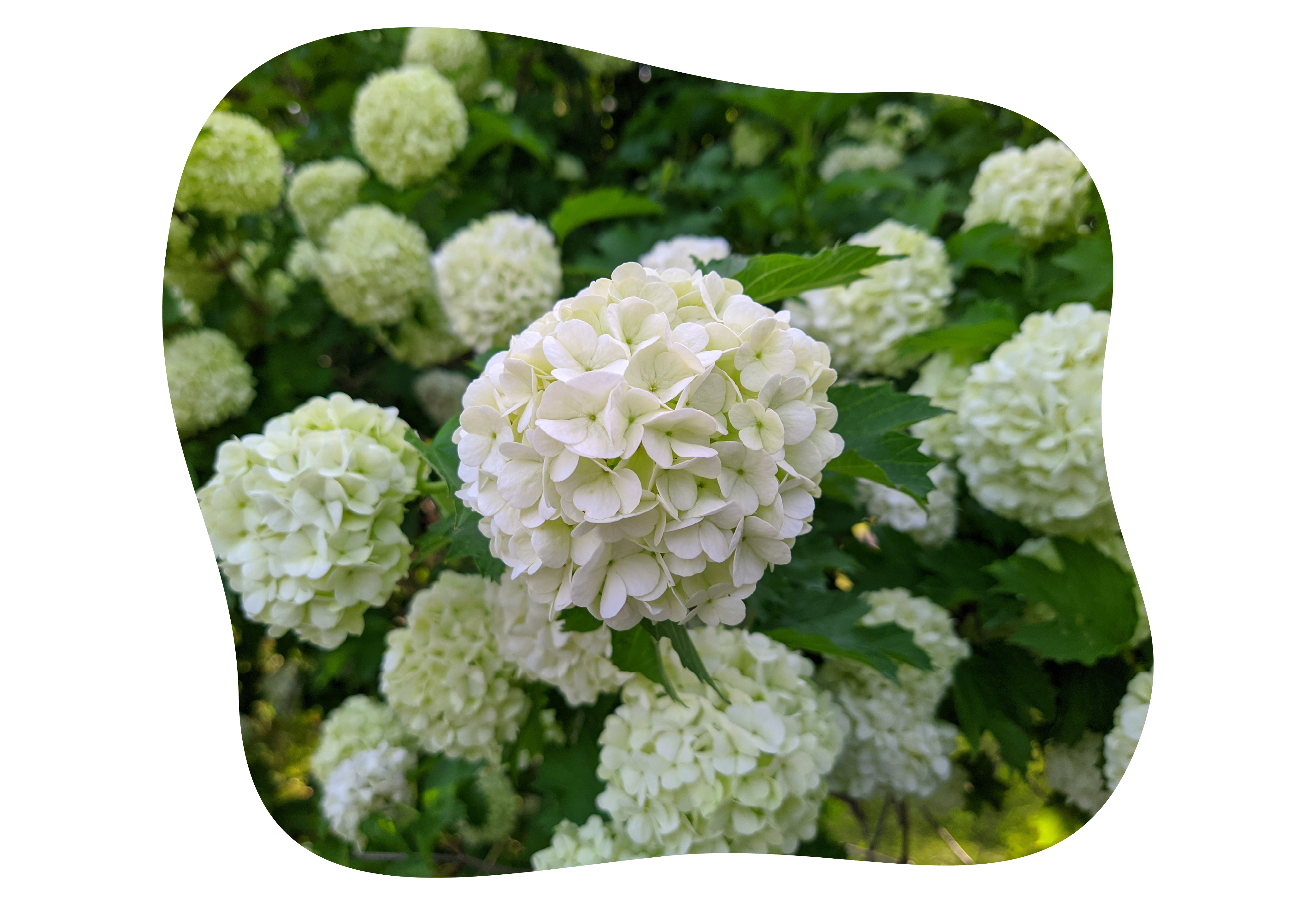 viburnum_kiefls_welt_in_gauting_bei_muenchen_roseum.png