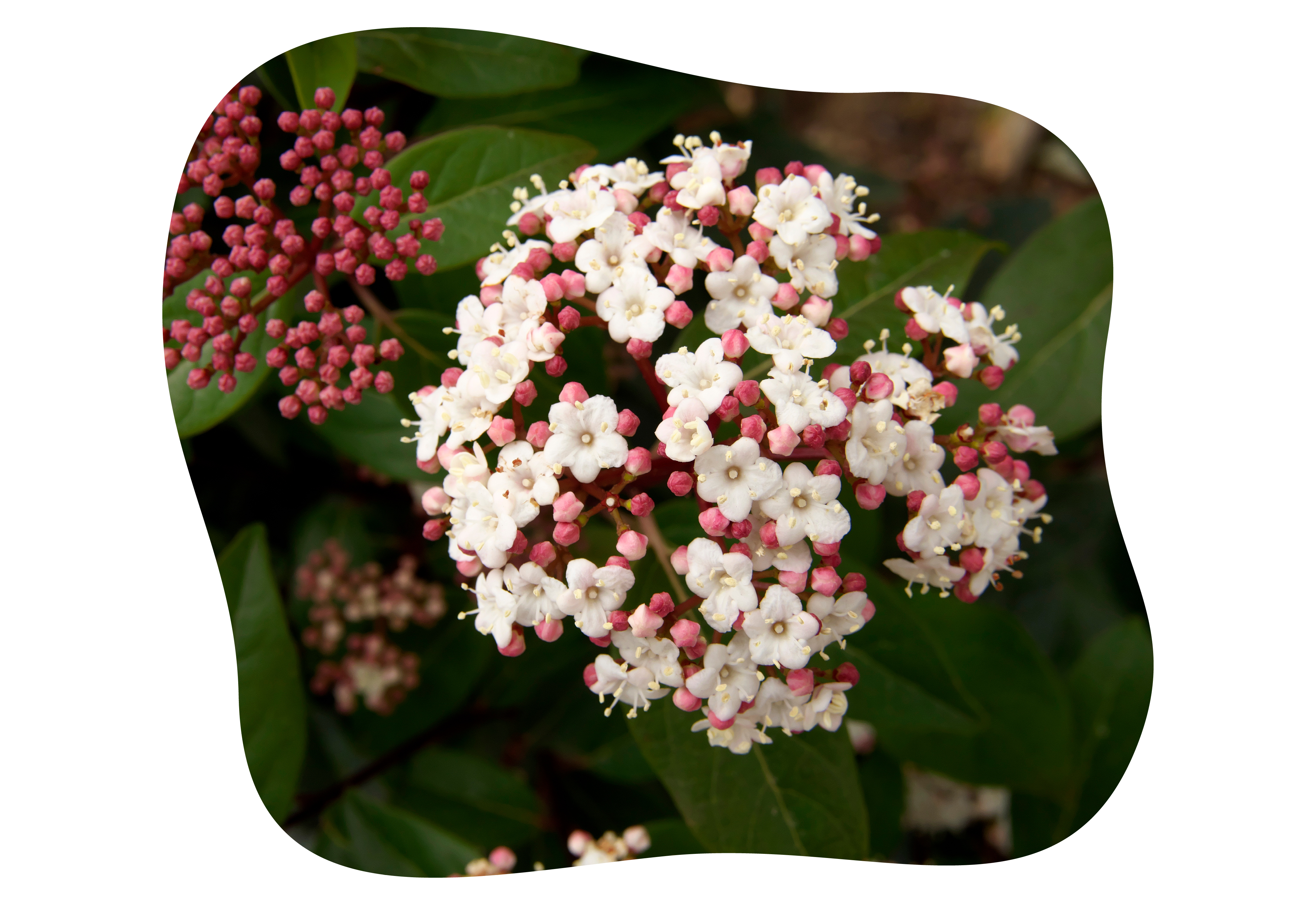 viburnum_kiefls_welt_in_gauting_bei_muenchen_tinus.png
