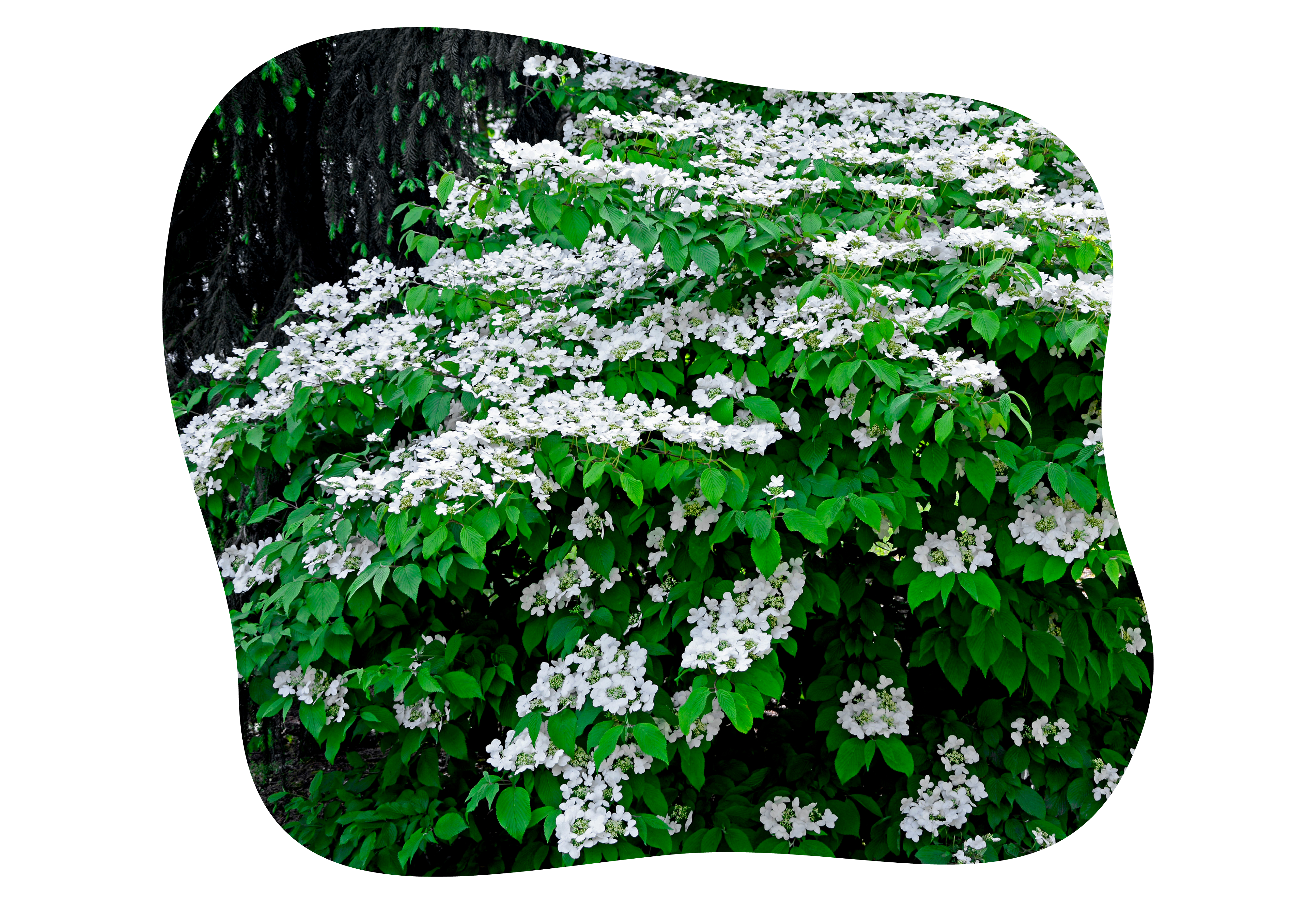 viburnum_kiefls_welt_in_gauting_bei_muenchen_plicatum.png