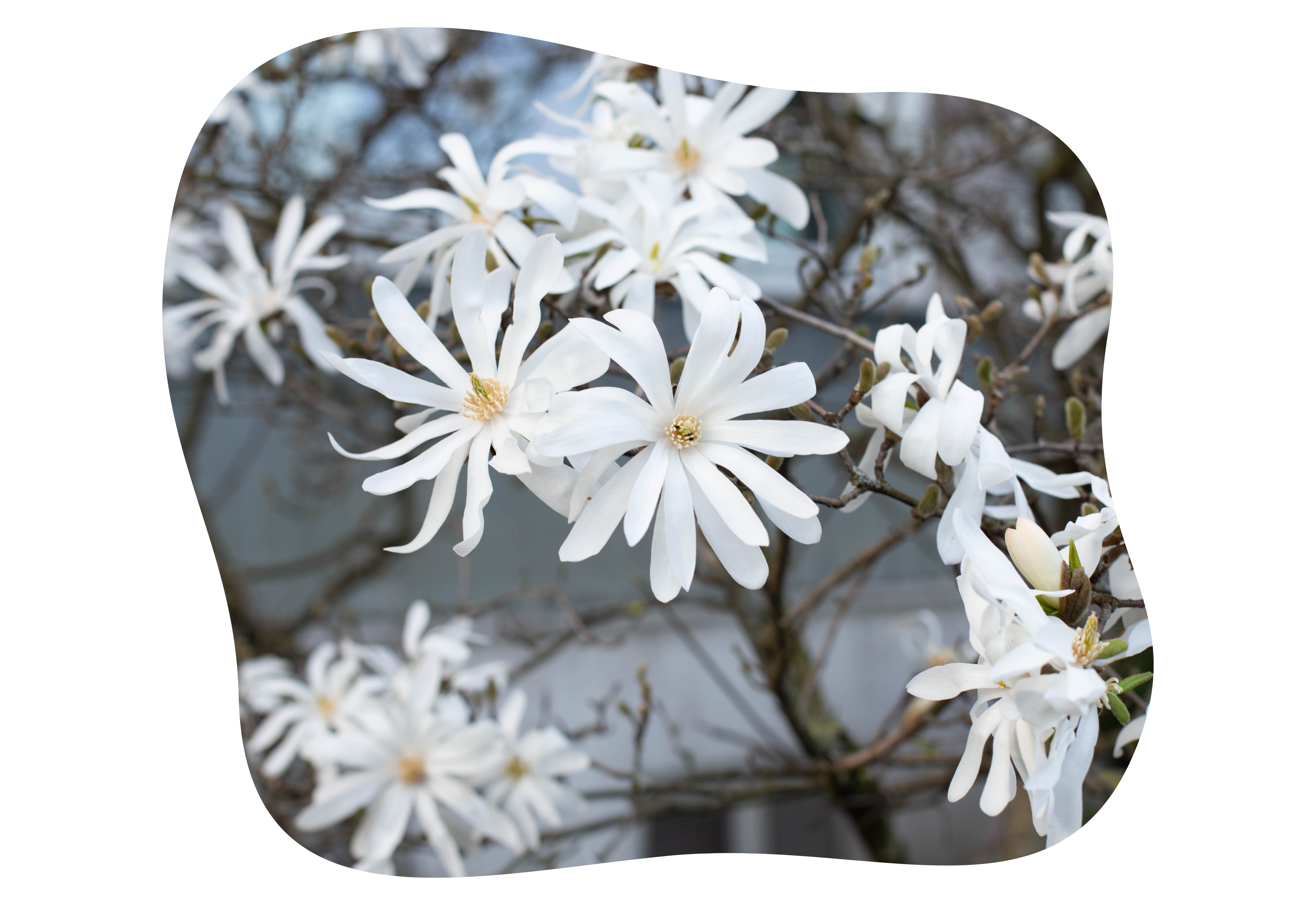 magnolie_kiefls_welt_in_gauting_bei_muenchen_stellata.png