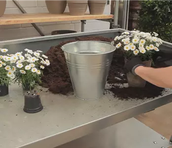 Margeriten - Einpflanzen in ein Gefäß