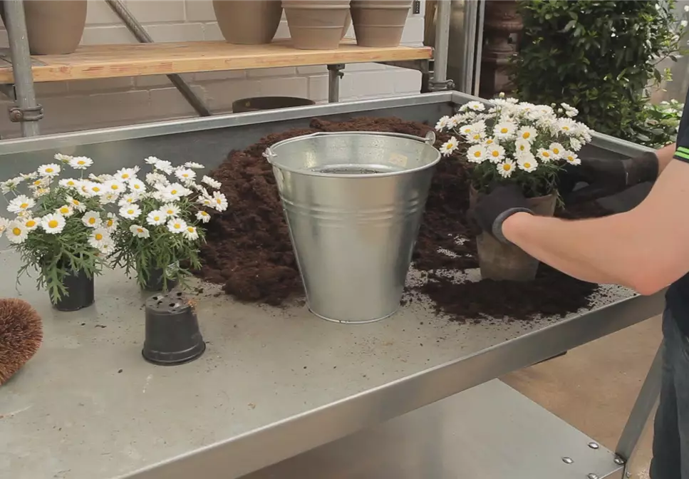 Margeriten - Einpflanzen in ein Gefäß