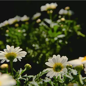 Margeriten – Einpflanzen im Garten