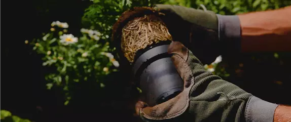 Margeriten – Einpflanzen im Garten