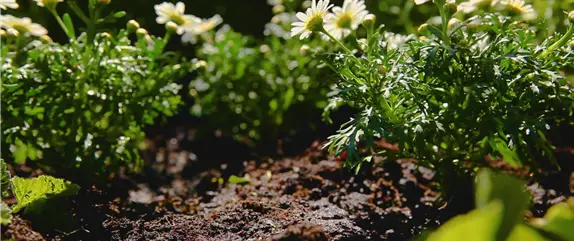 Margeriten – Einpflanzen im Garten