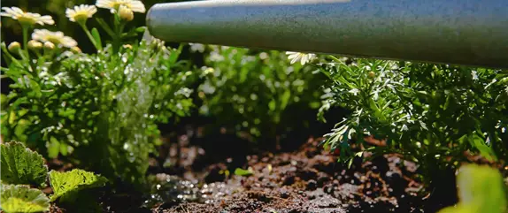 Margeriten – Einpflanzen im Garten