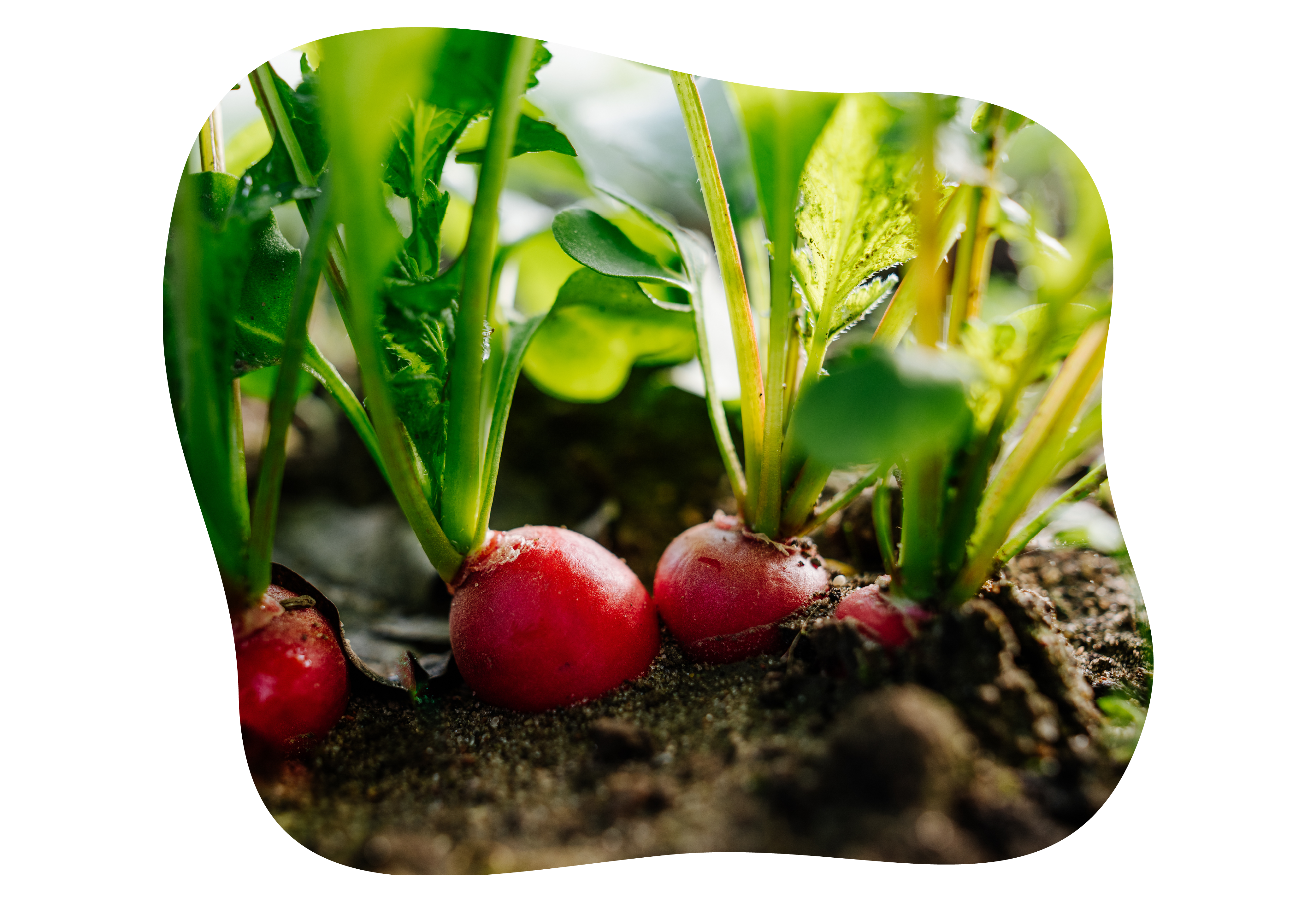 gemuesebeet_april_kiefls_welt_1.png