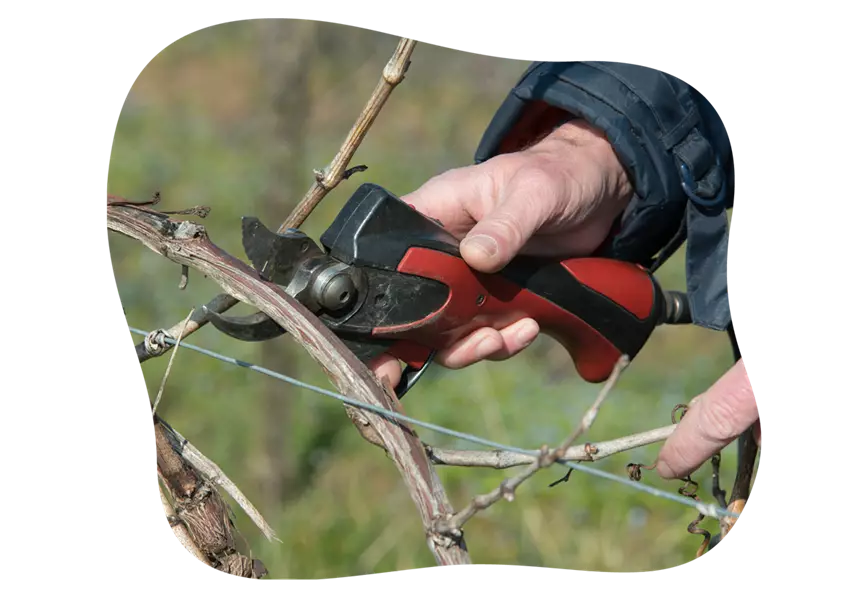 weinranken_im_garten_april_kiefls_welt_6.png
